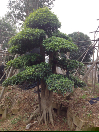 瀏陽造型花木有限公司,瀏陽紅花繼木和羅漢松,瀏陽小葉女貞和榆樹,欏木石楠和桂花哪里的好